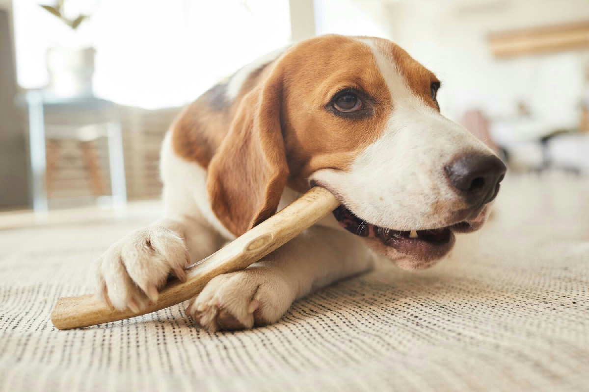 Perché il cane morde con tanta energia: l'istinto che lo spinge a masticare senza sosta