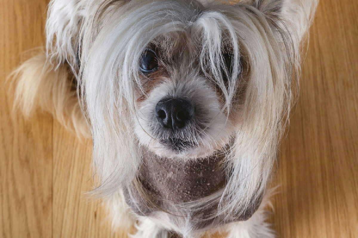 Perché il cane perde pelo in eccesso e quali strategie aiutano a mantenere il mantello sano