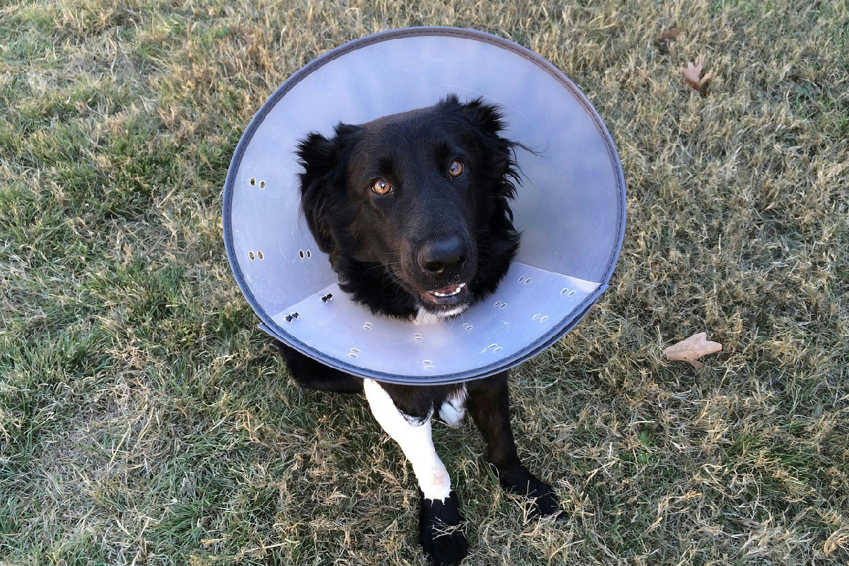 Perché il cane si lecca le ferite e strategie efficaci per proteggerlo durante la guarigione
