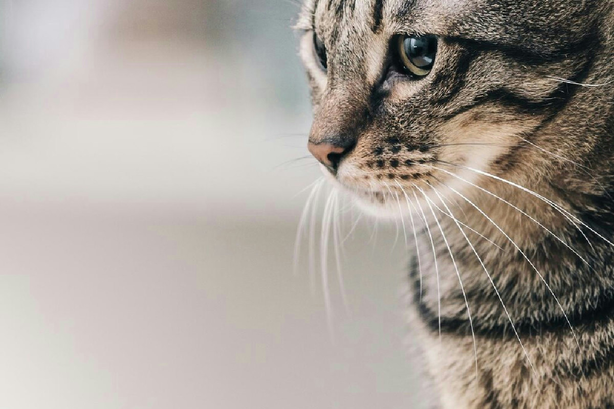 Perché il gatto alza la coda quando viene accarezzato: significato della postura durante le coccole
