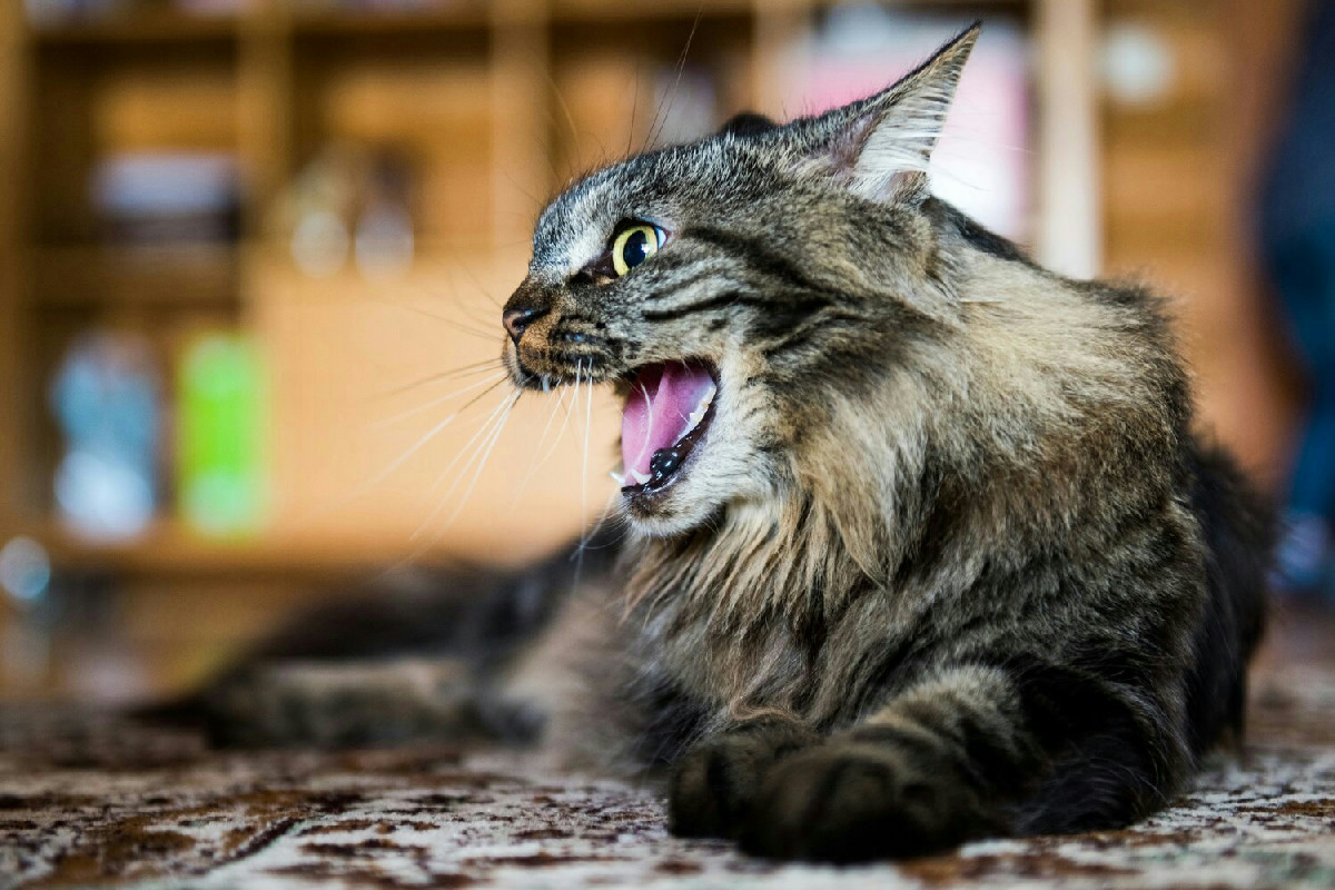 Perché il gatto mostra aggressività? Cause comuni di graffi e morsi nel comportamento felino domestico