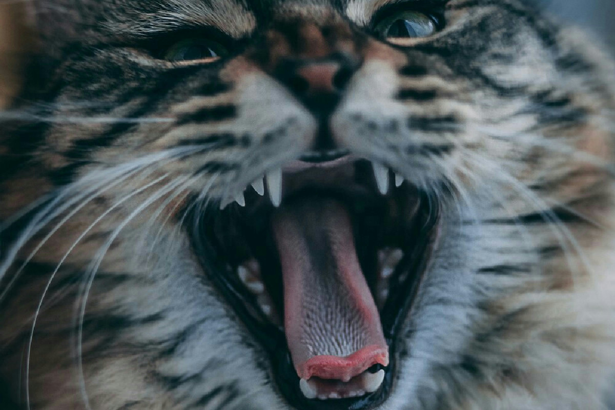 Perché il gatto mostra aggressività? Cause comuni di graffi e morsi nel comportamento felino domestico