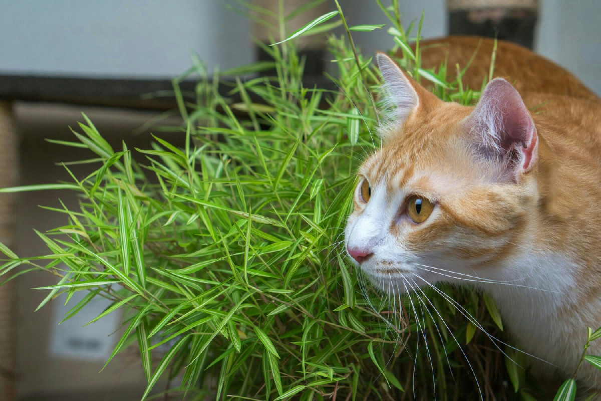 Perché l’erba gatta attira i gatti: effetti, benefici e curiosità da conoscere
