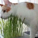 Perché l’erba gatta attira i gatti: effetti, benefici e curiosità da conoscere