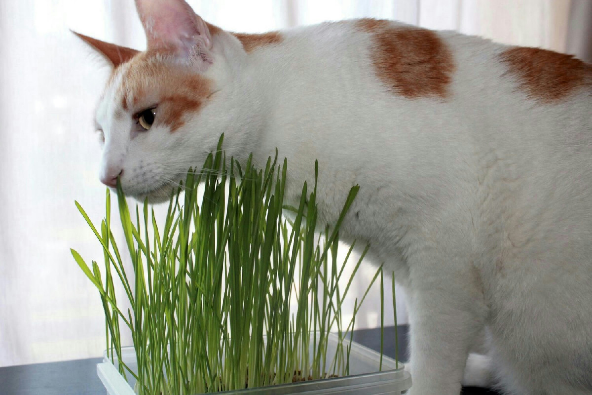 Perché l’erba gatta attira i gatti: effetti, benefici e curiosità da conoscere