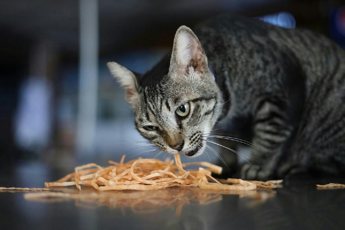 Perché il tuo gatto è schizzinoso: cause comuni e soluzioni per migliorare l'alimentazione