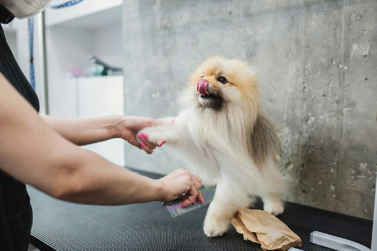 Il periodo ideale per prendersi cura del pelo del cane e mantenere la sua salute perfetta
