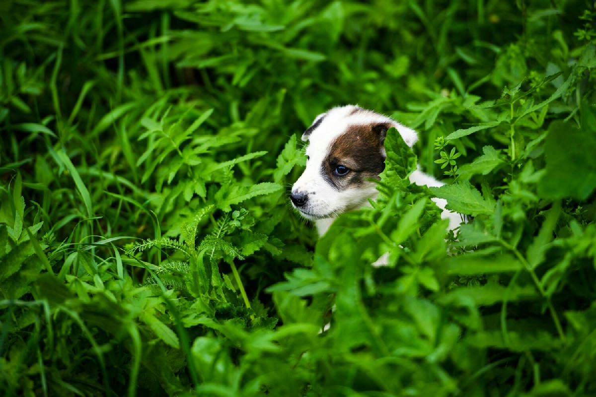 Piante pericolose nei prati e boschi per la salute dei cani: quali riconoscere e evitare