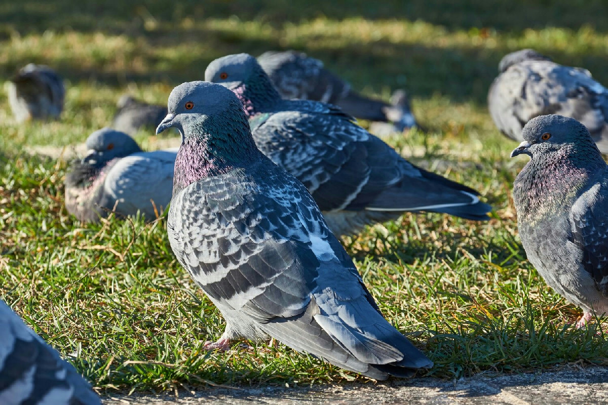 I piccioni si orientano utilizzando segnali naturali e indizi non visibili per trovare la via giusta