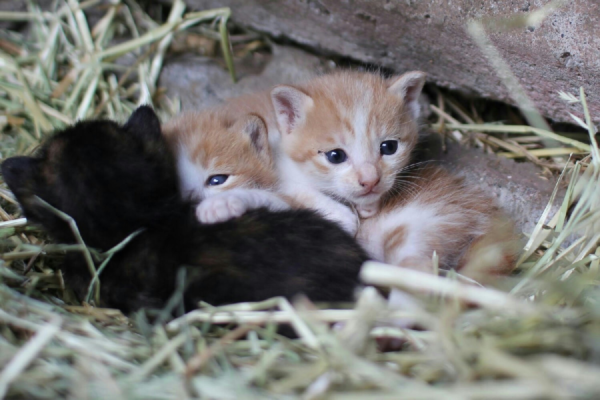 I primi giorni di vita dei gattini: quando aprono gli occhi e iniziano a esplorare il mondo