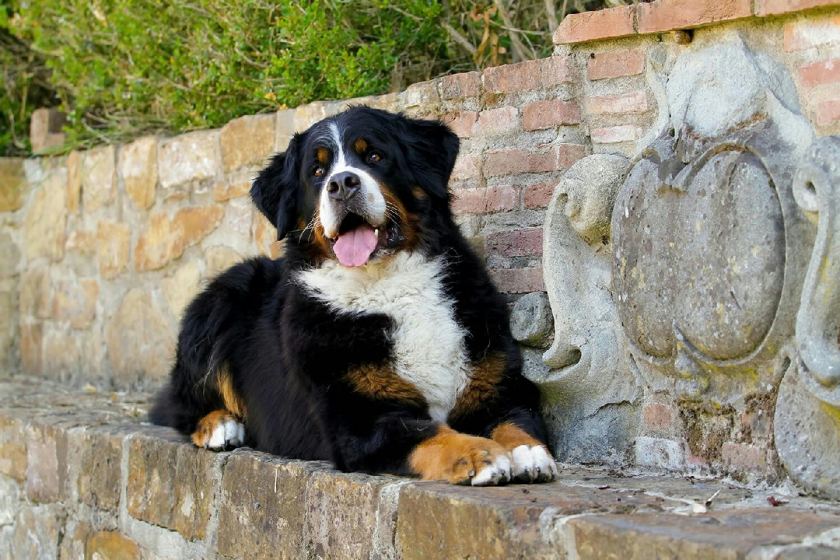 Le principali famiglie canine: guida completa alle diverse razze e caratteristiche da conoscere