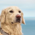 Le principali famiglie canine: guida completa alle diverse razze e caratteristiche da conoscere