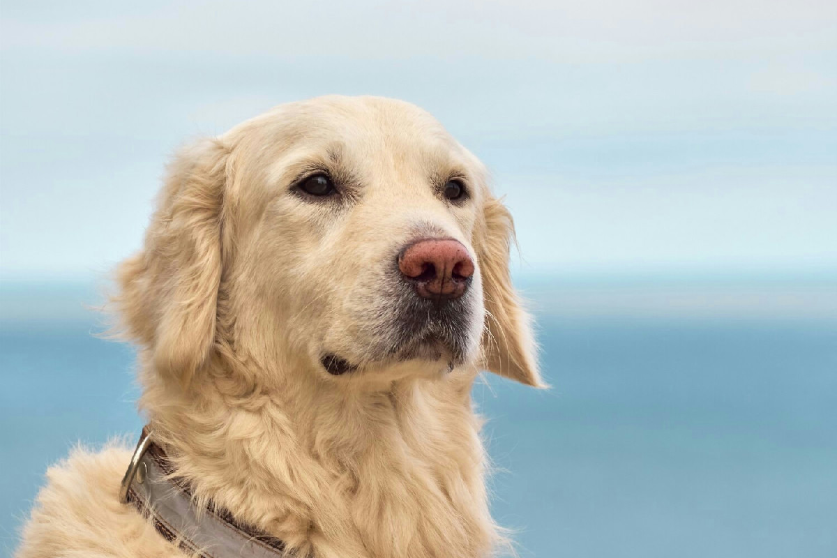 Le principali famiglie canine: guida completa alle diverse razze e caratteristiche da conoscere