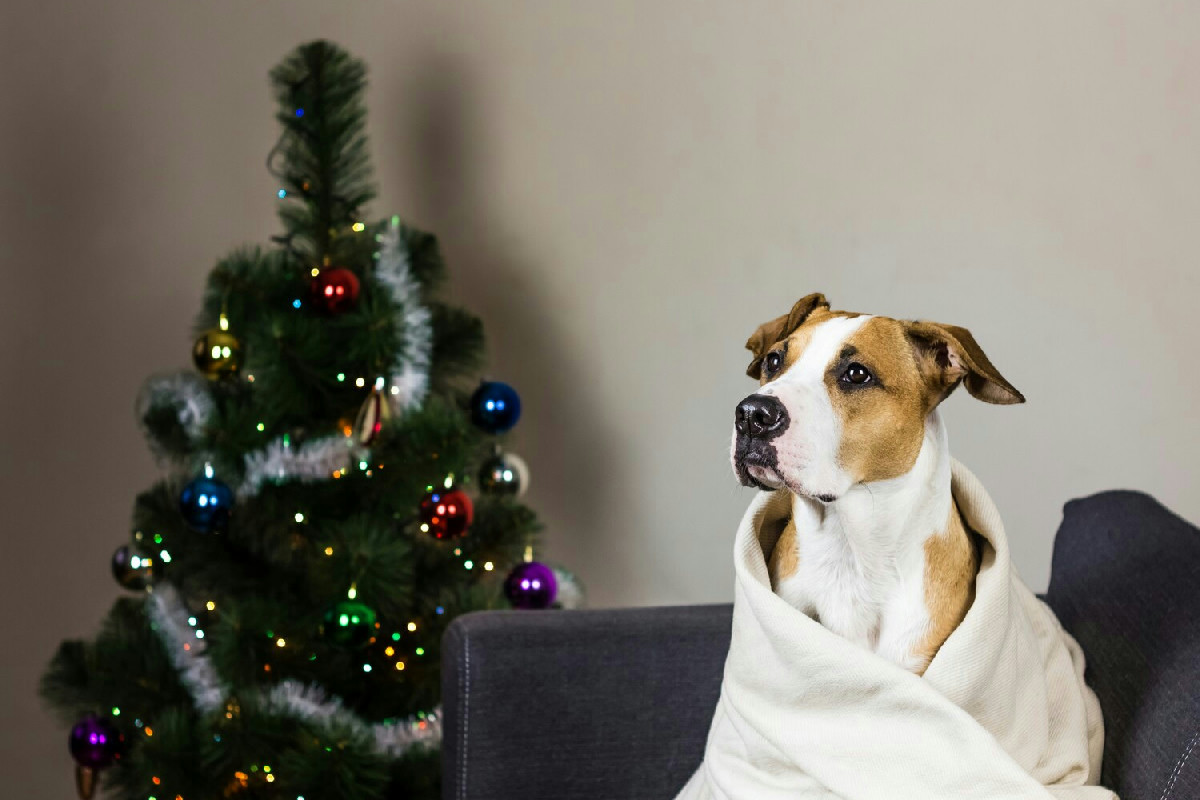 Quando addobbare l’albero di Natale per garantire la sicurezza di cani e gatti in casa durante le feste