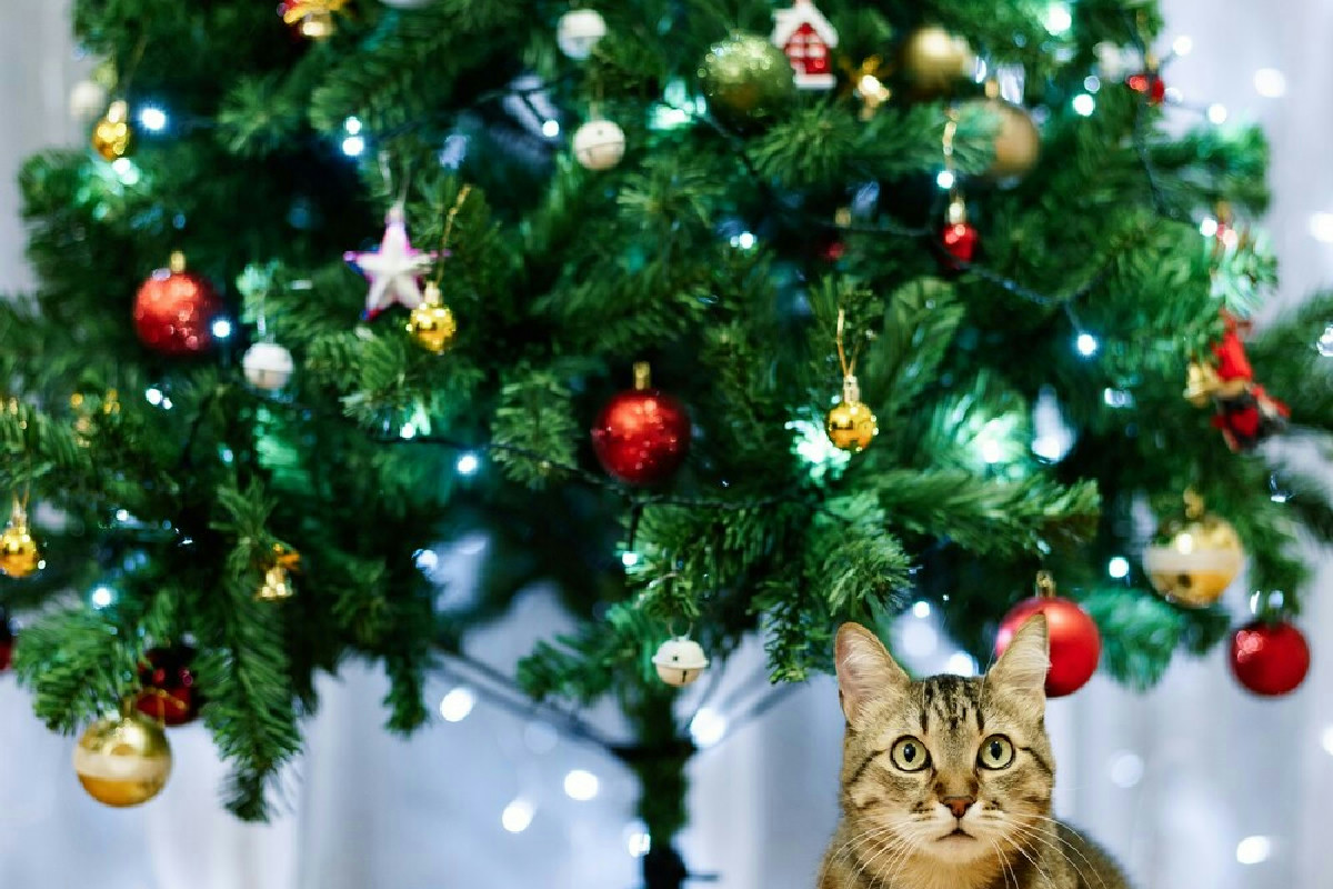 Quando addobbare l’albero di Natale per garantire la sicurezza di cani e gatti in casa durante le feste
