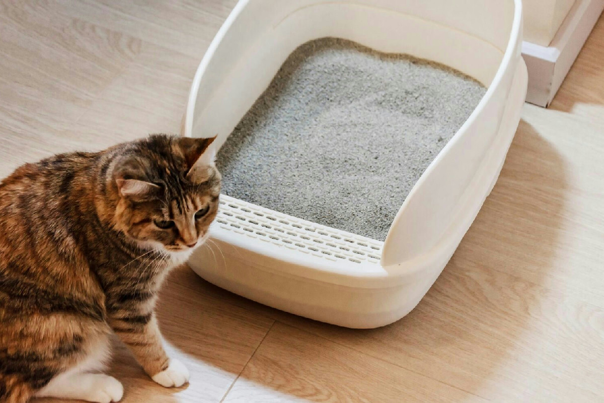 Quando un gatto cambia lettiera: guida completa per scegliere la soluzione ideale in casa
