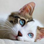 Quando il gatto parla al cuore della famiglia: il legame profondo che unisce ogni casa