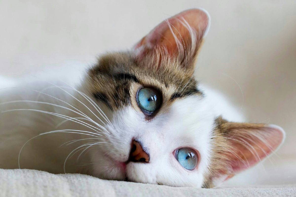 Quando il gatto parla al cuore della famiglia: il legame profondo che unisce ogni casa