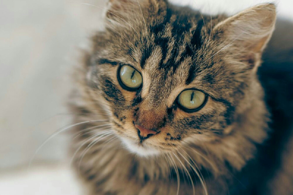 Quanto incide lo stress sul benessere del gatto: 5 segnali per riconoscere il disagio nascosto