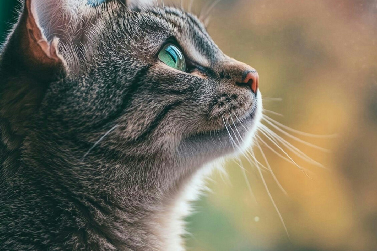 Quanto incide lo stress sul benessere del gatto: 5 segnali per riconoscere il disagio nascosto