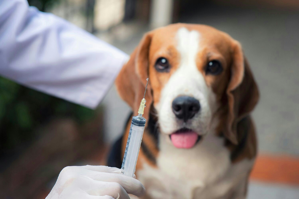 Questo comportamento con i cuccioli può influire sulla loro salute prima delle prime vaccinazioni