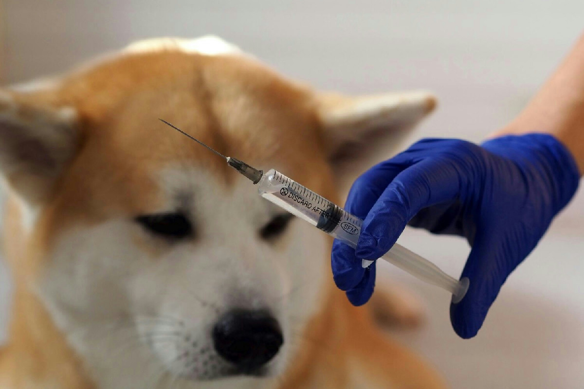 Questo comportamento con i cuccioli può influire sulla loro salute prima delle prime vaccinazioni