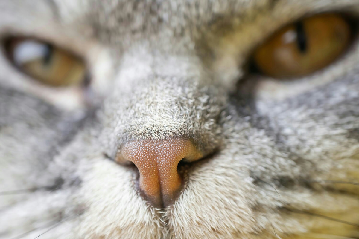 Questo piccolo accorgimento con il gatto aiuta a capire l’età e a prendersene cura nel modo giusto