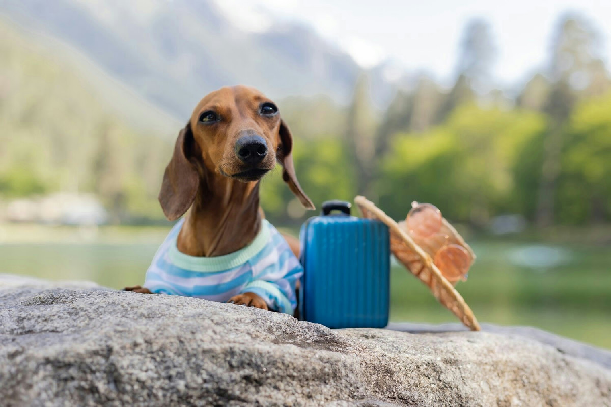 Questo piccolo consiglio per viaggiare con gli animali rende l’organizzazione semplice e limita lo stress