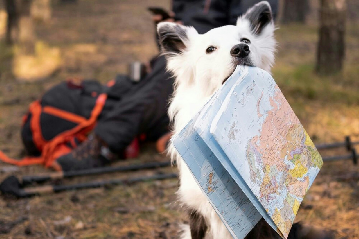 Questo piccolo consiglio per viaggiare con gli animali rende l’organizzazione semplice e limita lo stress