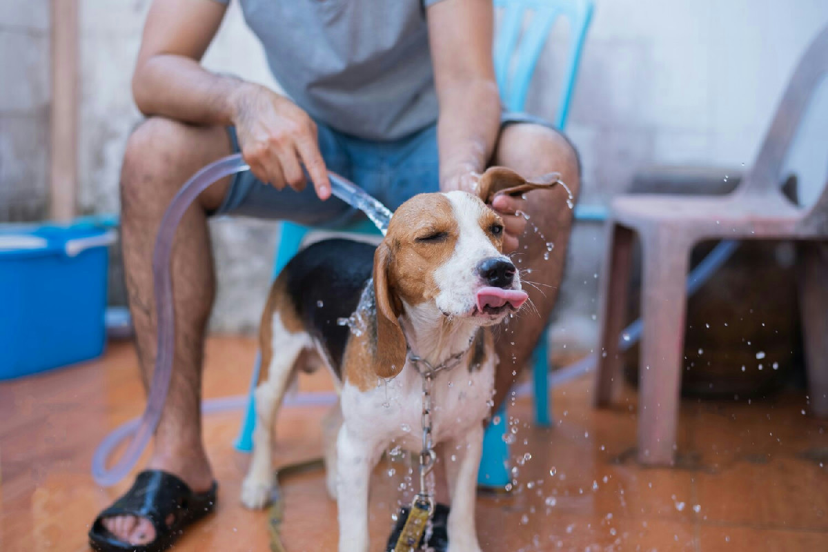 Questo semplice gesto nella routine del cane migliora l'igiene e mantiene il pelo sano e lucente
