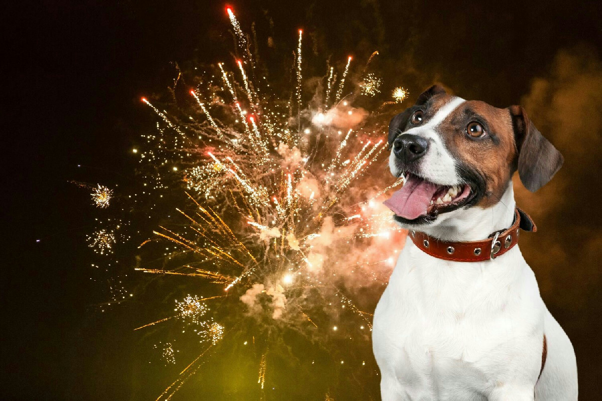 Questo semplice trucco con il pet a Capodanno evita stress e regala una serata tranquilla