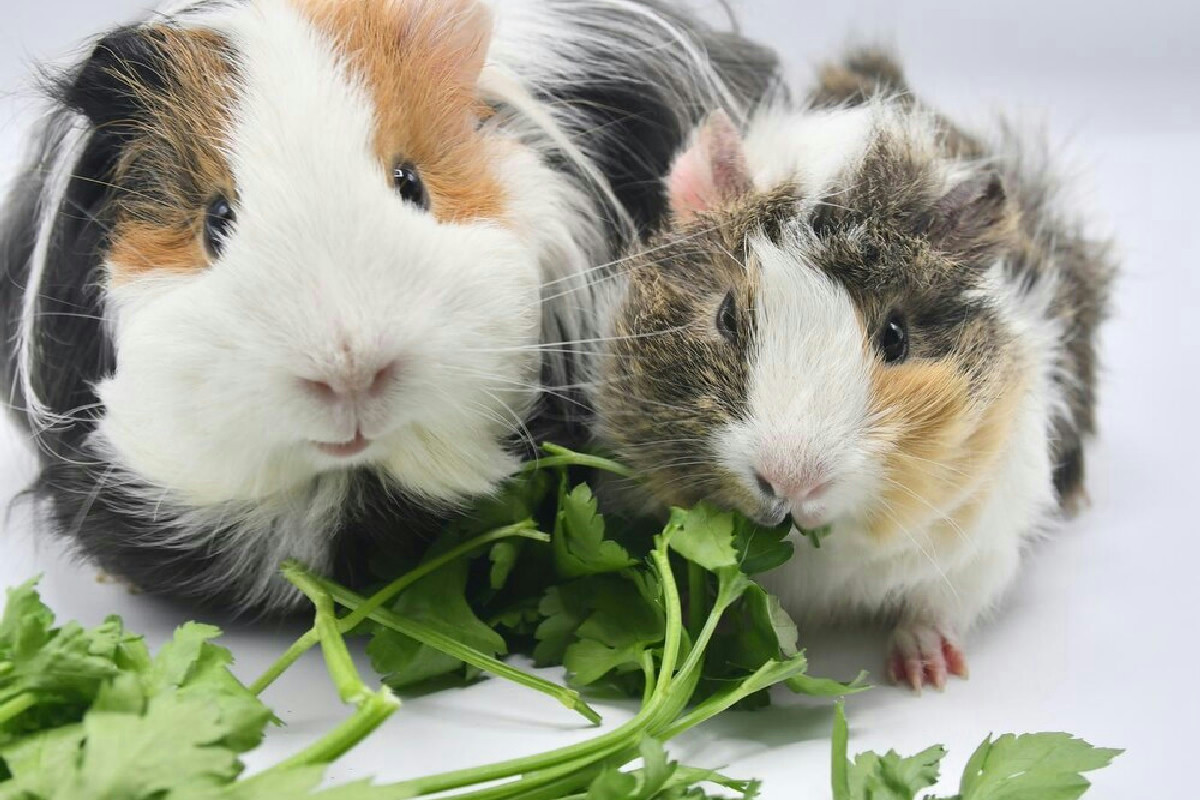 Questo tipo di alimentazione per roditori migliora la loro salute e semplifica la gestione quotidiana