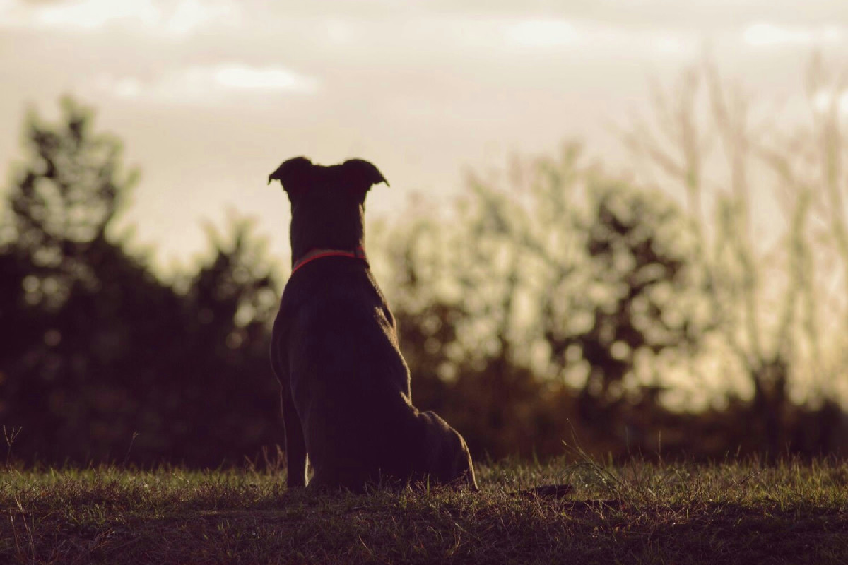 Randagismo animale: un fenomeno più diffuso di quanto si creda in città e paesi italiani