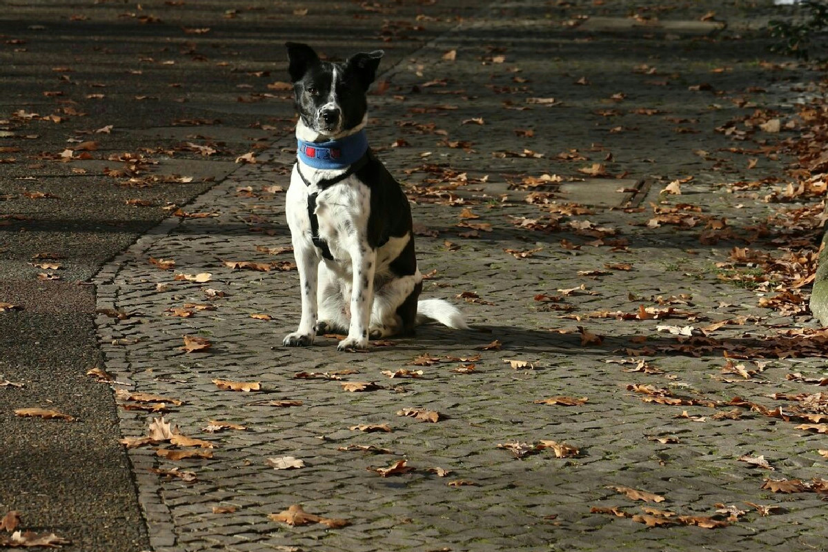 Randagismo animale: un fenomeno più diffuso di quanto si creda in città e paesi italiani