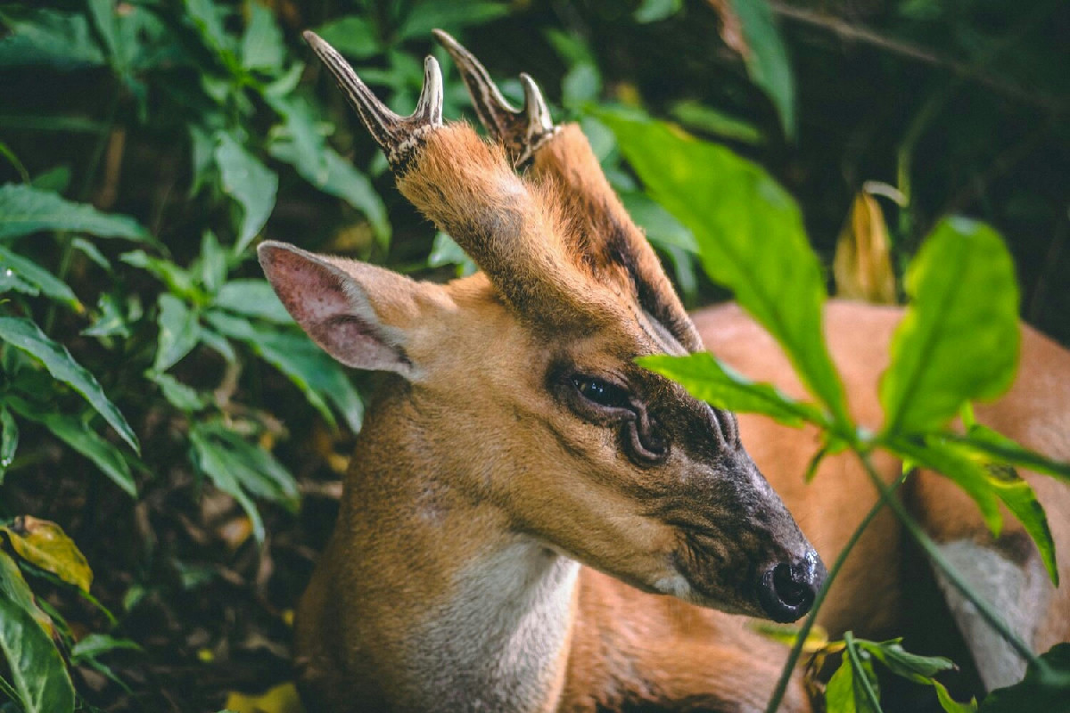 Il recupero della fauna selvatica: un fattore chiave per proteggere gli habitat e la biodiversità