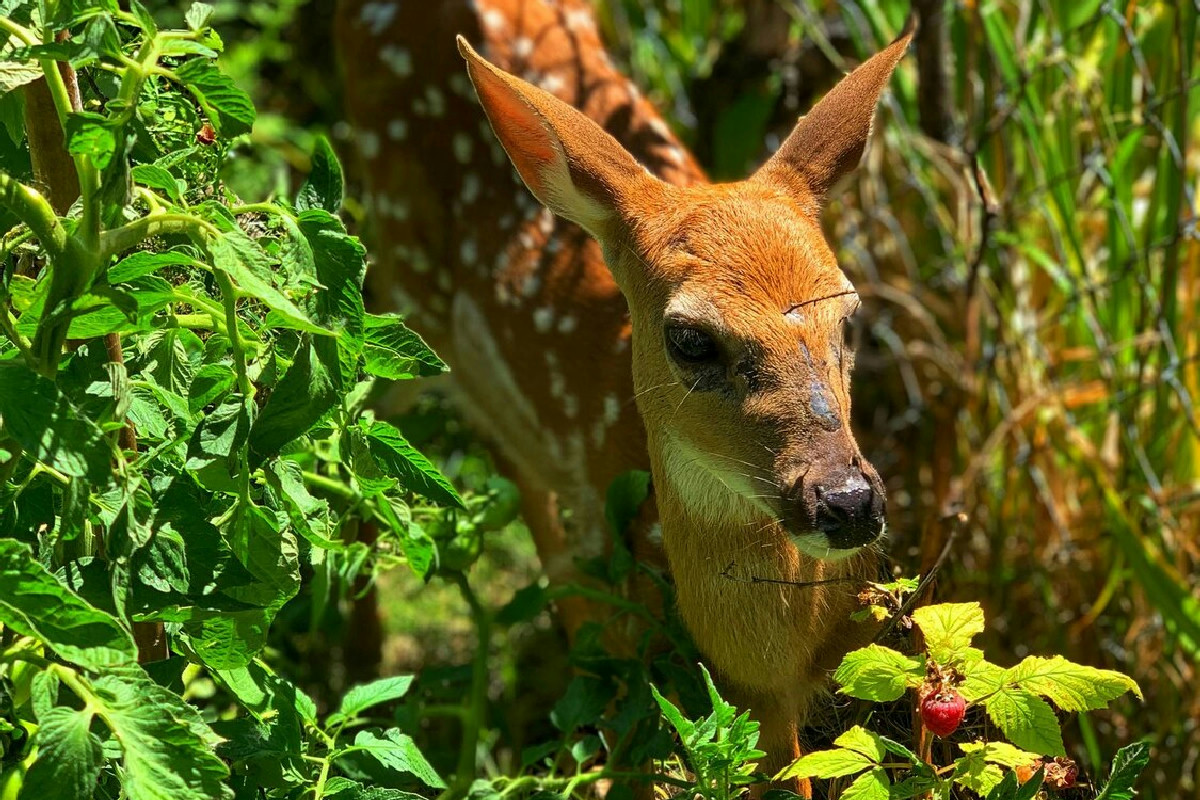 Il recupero della fauna selvatica: un fattore chiave per proteggere gli habitat e la biodiversità