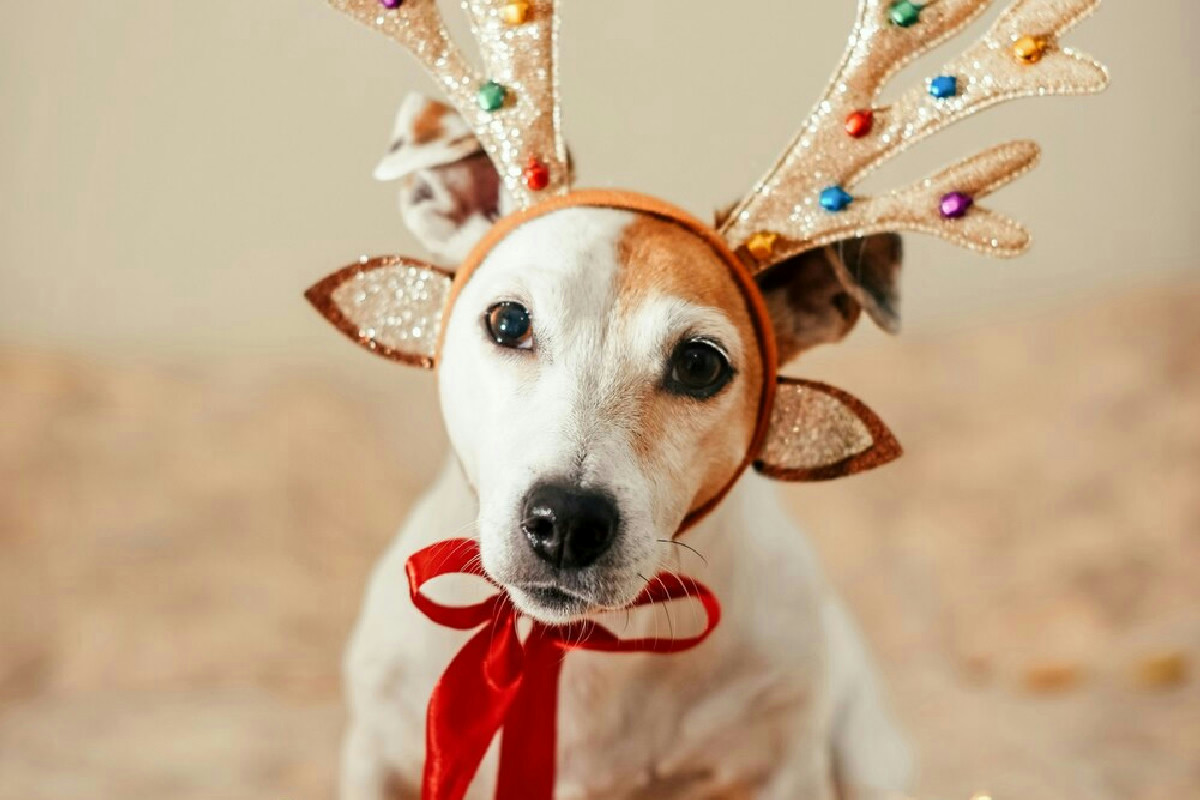 Regali di Natale per il tuo cane: idee originali e offerte esclusive per amici a quattro zampe
