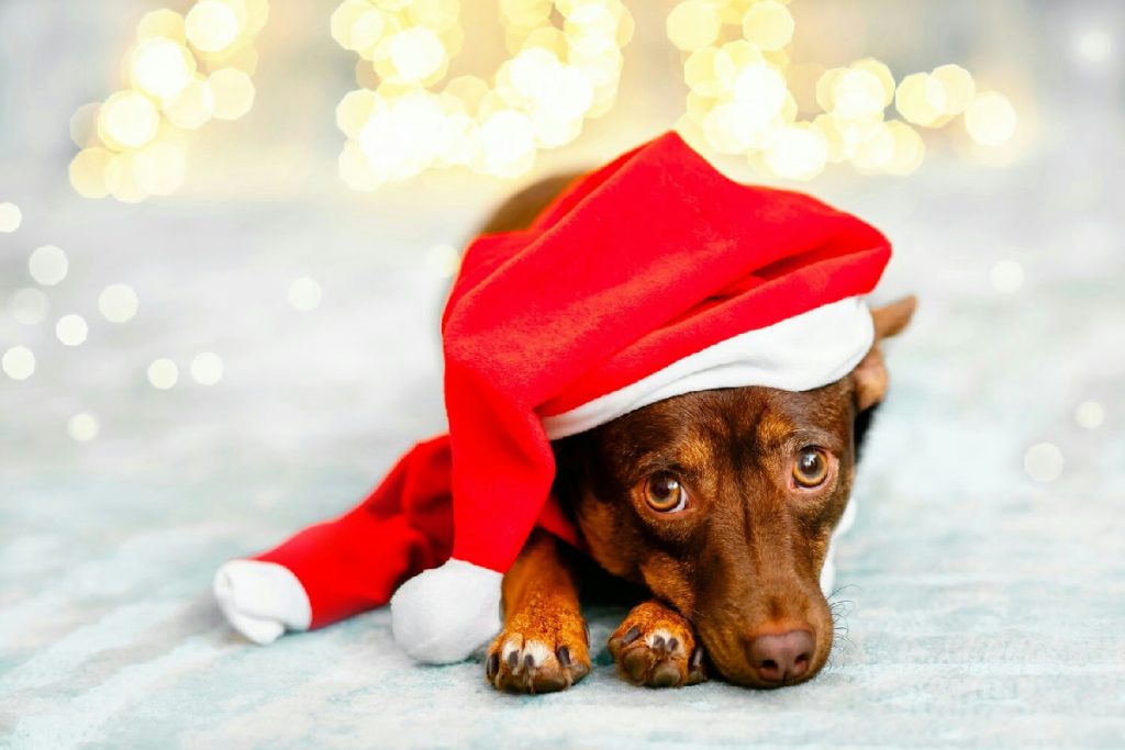 Regali di Natale per il tuo cane: idee originali e offerte esclusive per amici a quattro zampe