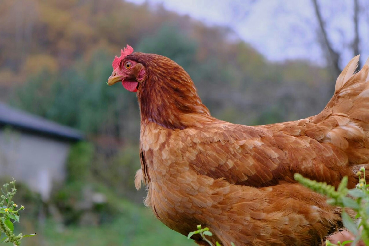 Ritenzione dell’uovo nella gallina: sintomi, cause e come intervenire efficacemente