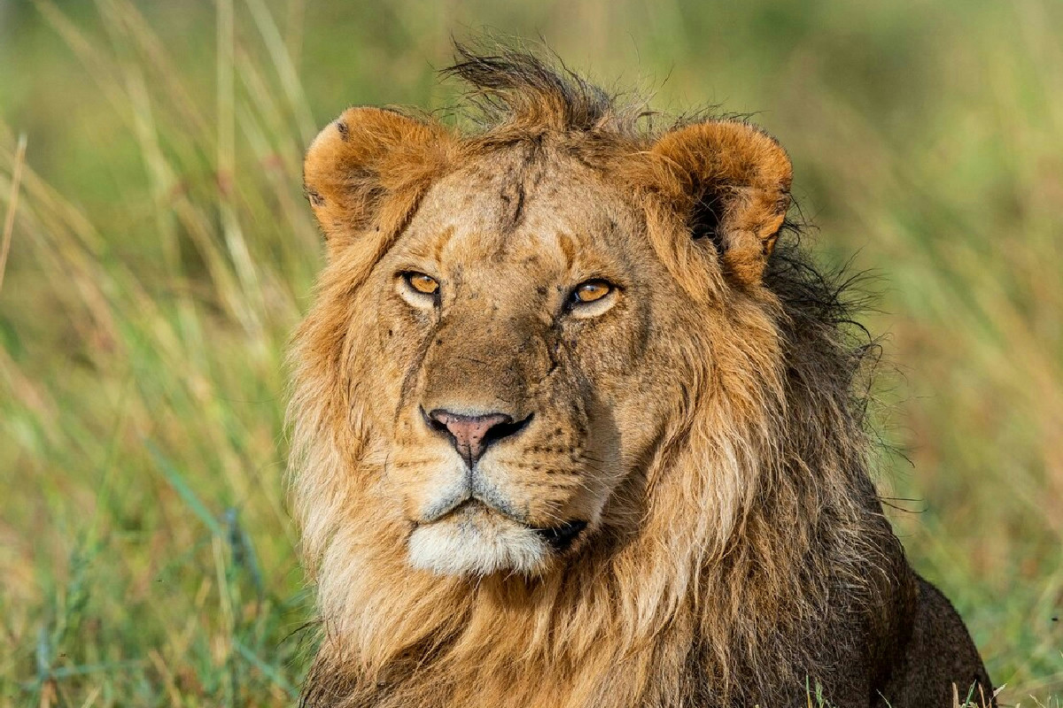 Il ruggito potente dei grandi felini che domina la natura e cattura l’attenzione generale