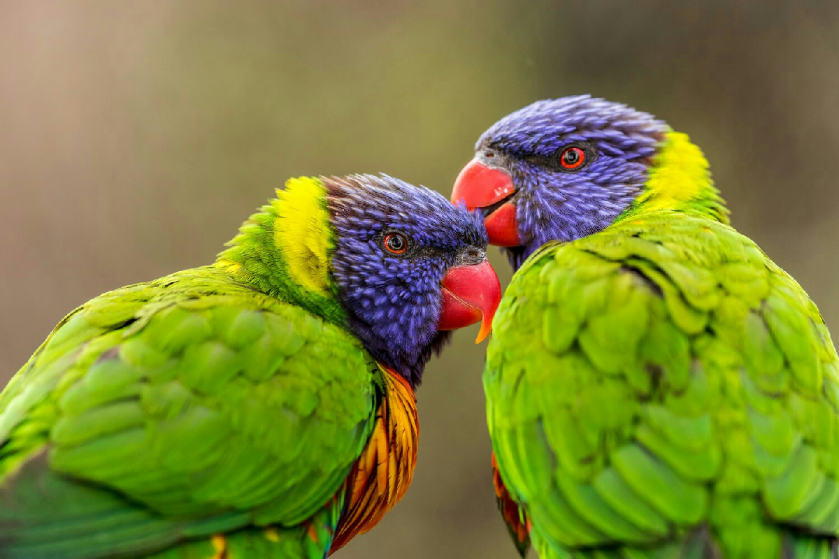 Scelta del pappagallo: il consiglio pratico per una convivenza serena e una dieta equilibrata in casa