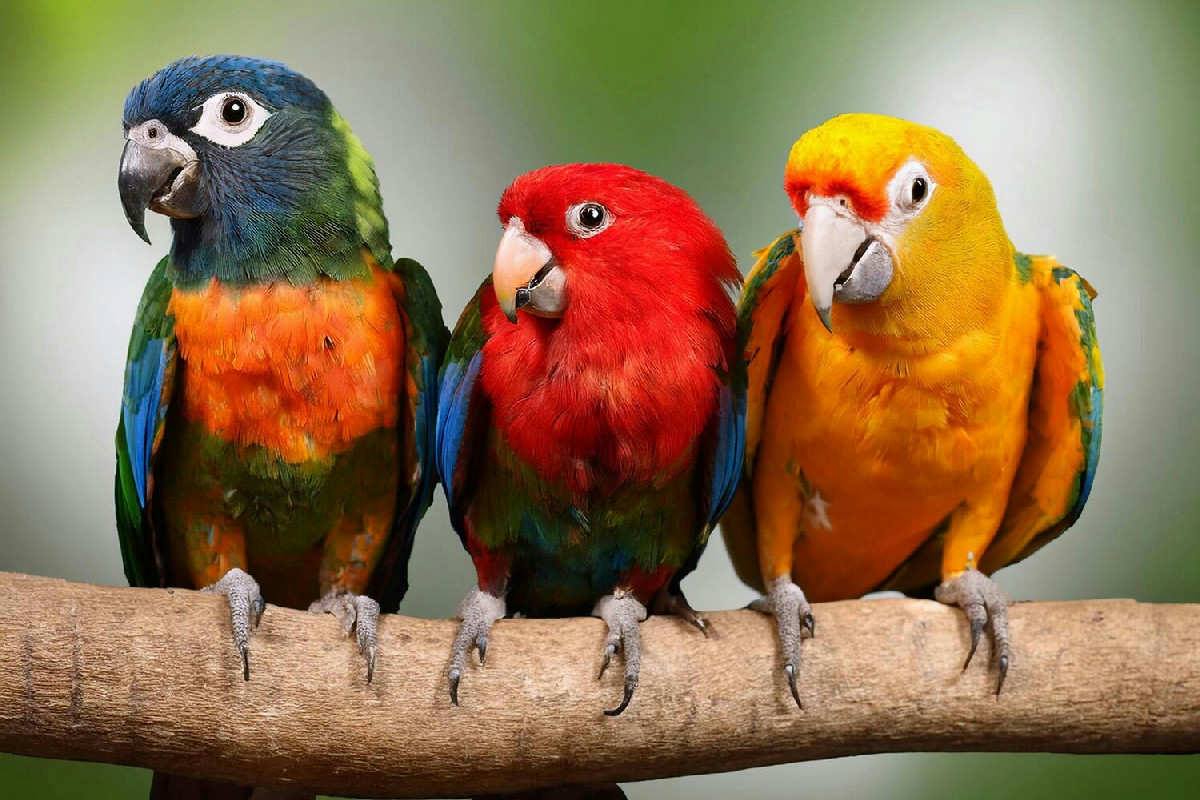 Scelta del pappagallo: il consiglio pratico per una convivenza serena e una dieta equilibrata in casa