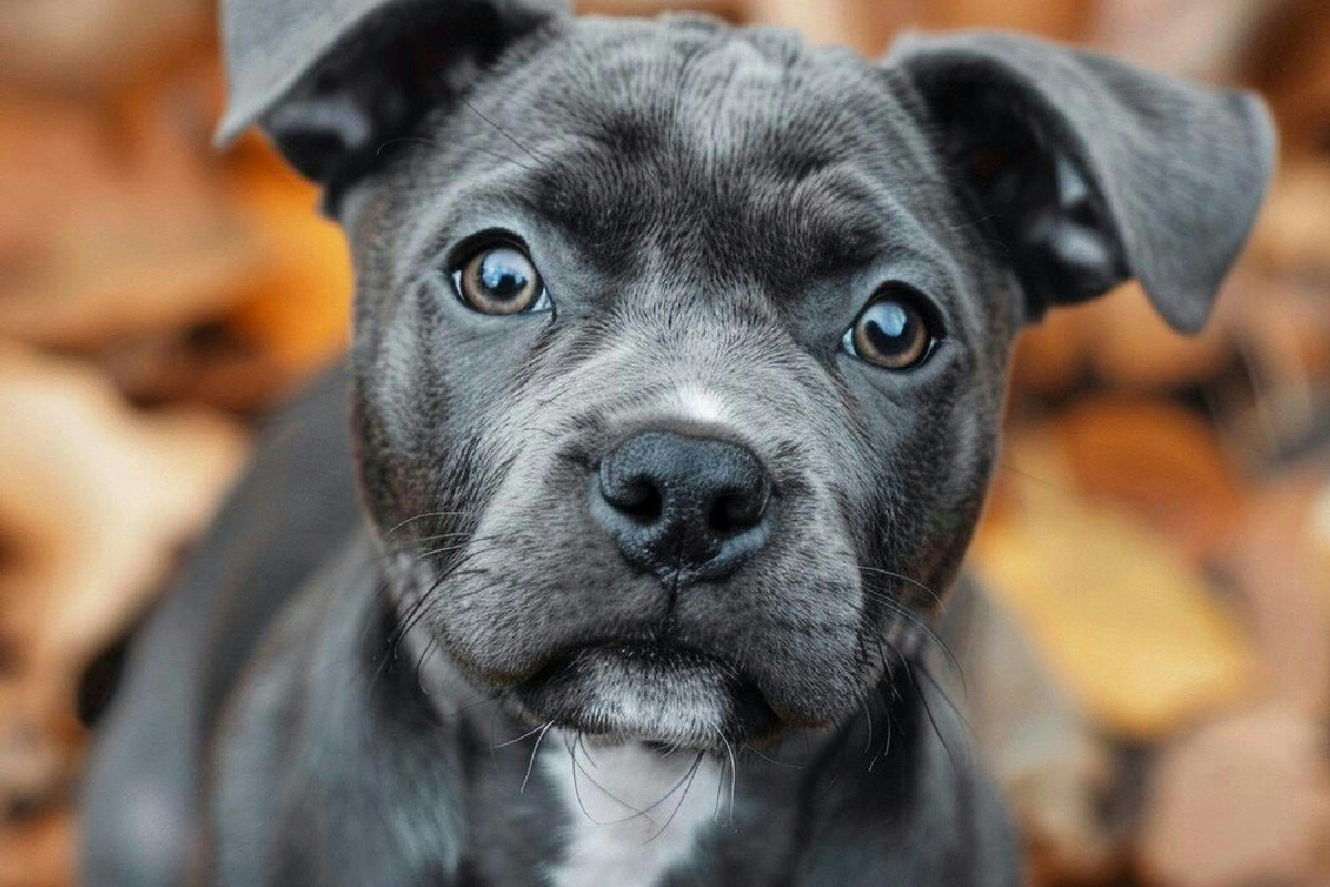 Segnali evidenti della presenza di parassiti nel cane e metodi efficaci per intervenire tempestivamente