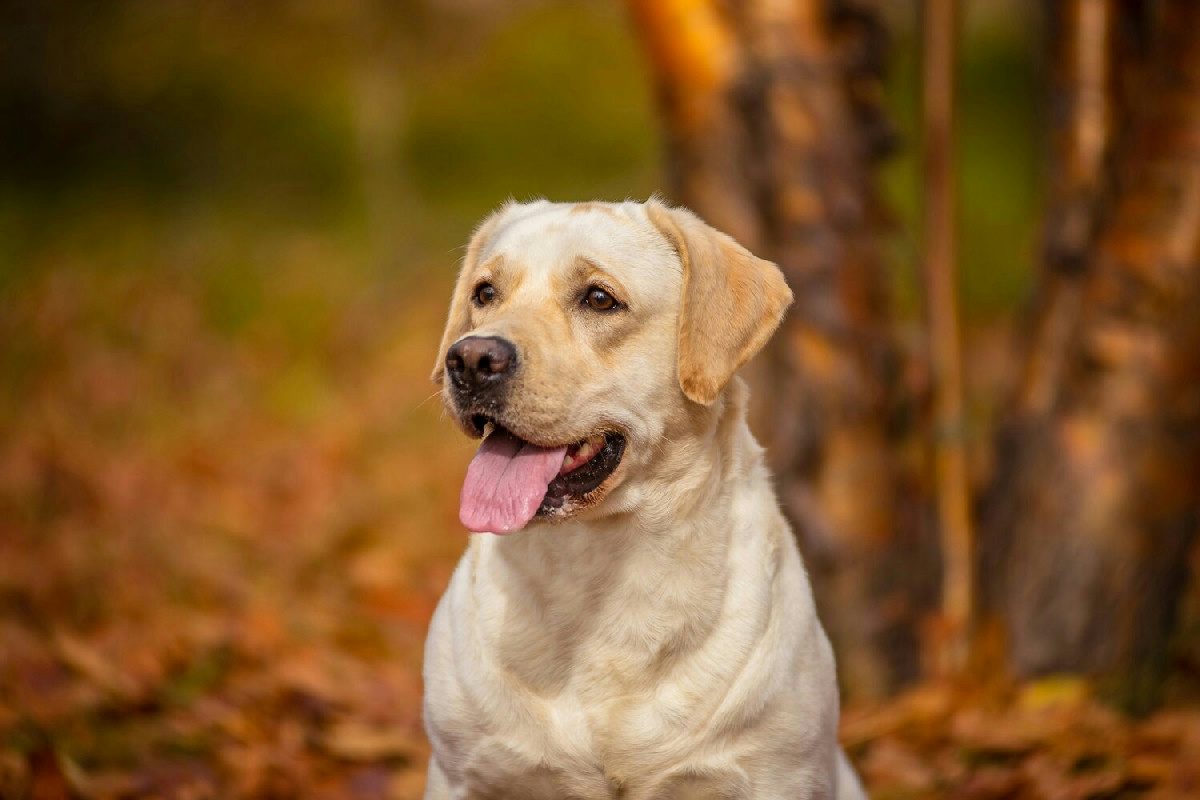 Segnali evidenti della presenza di parassiti nel cane e metodi efficaci per intervenire tempestivamente