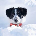 Tra sentieri innevati e corse libere, l’inverno ideale per il tuo cane all’aria aperta