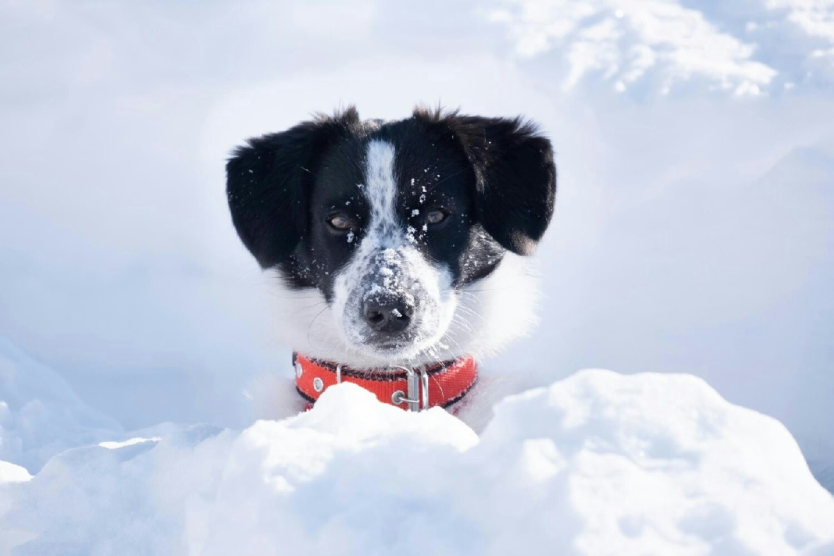 Tra sentieri innevati e corse libere, l’inverno ideale per il tuo cane all’aria aperta