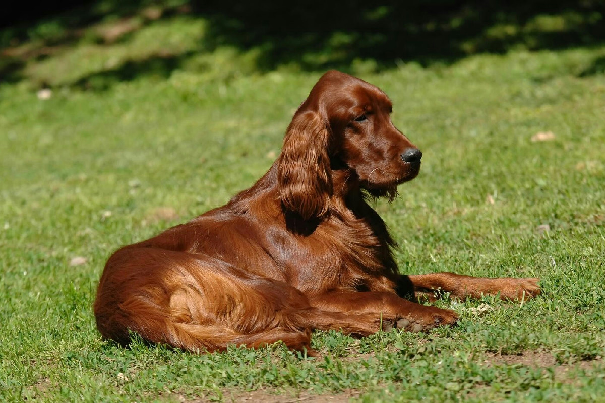 Setter Italiano: il fedele compagno vivace che conserva l’istinto della caccia e la passione autentica