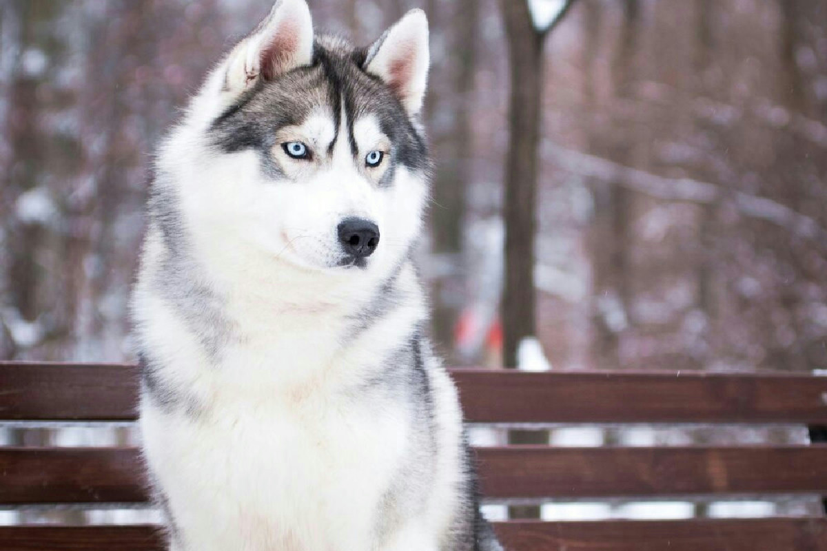 Siberian Husky, il cane dal cuore forte nato per sfidare gli inverni rigidi al tuo fianco