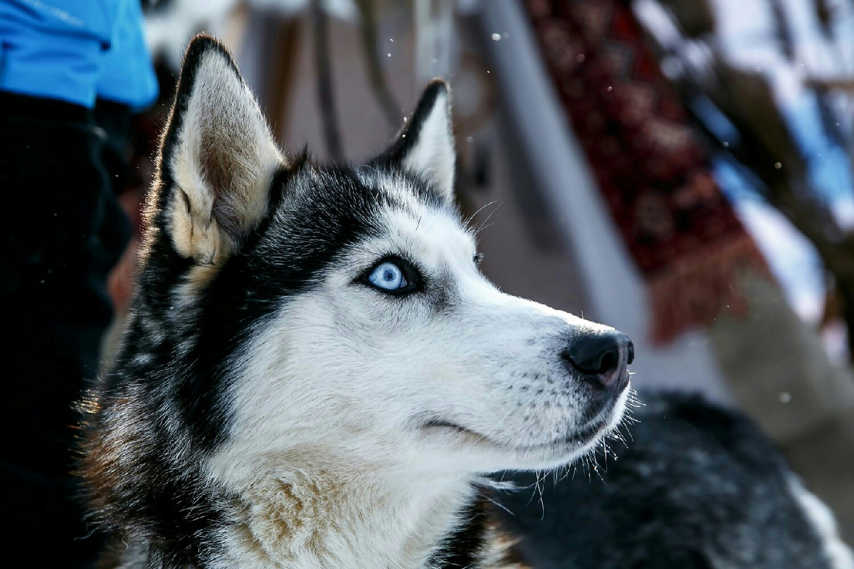 Siberian Husky, il cane dal cuore forte nato per sfidare gli inverni rigidi al tuo fianco