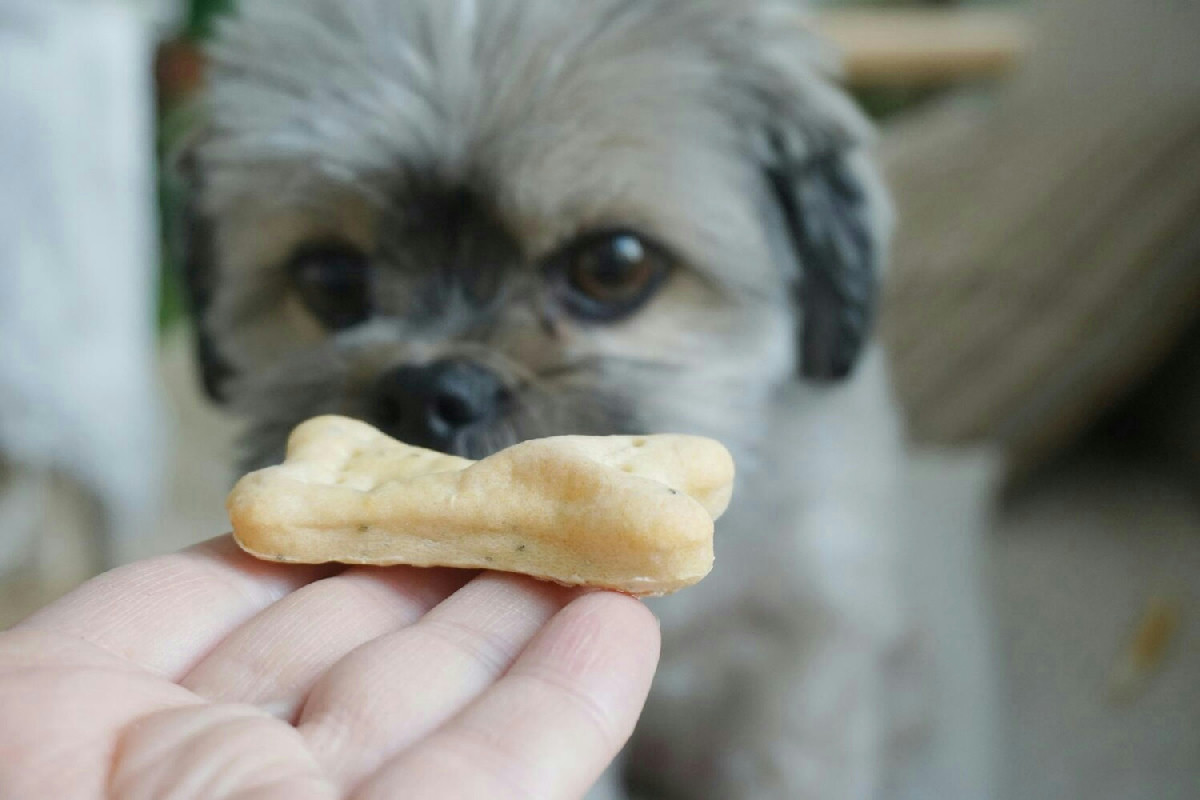 Snack ideali per cani e gatti per mantenere salute ed equilibrio in modo naturale e sicuro